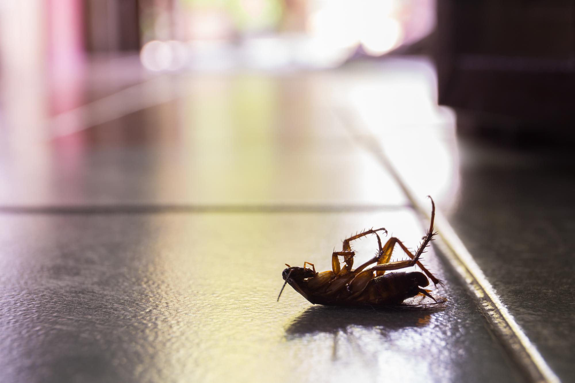 Pest Inspection | American Cockroach